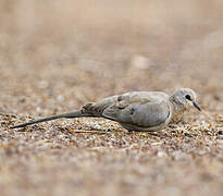 Namaqua Dove