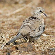 Namaqua Dove