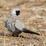 Namaqua Dove