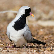 Namaqua Dove