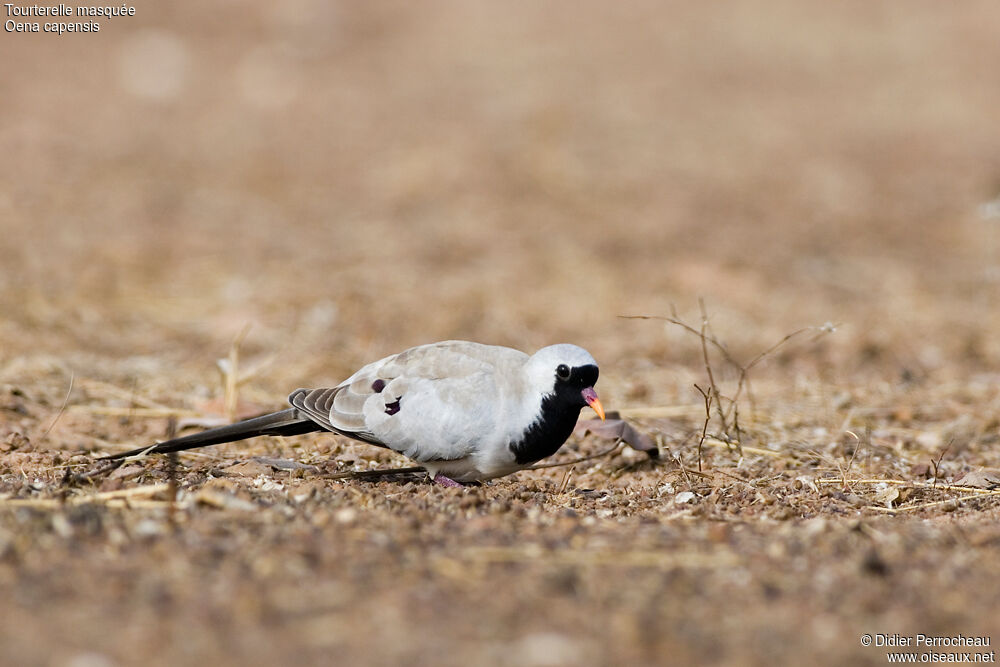 Namaqua Dove male