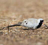 Namaqua Dove