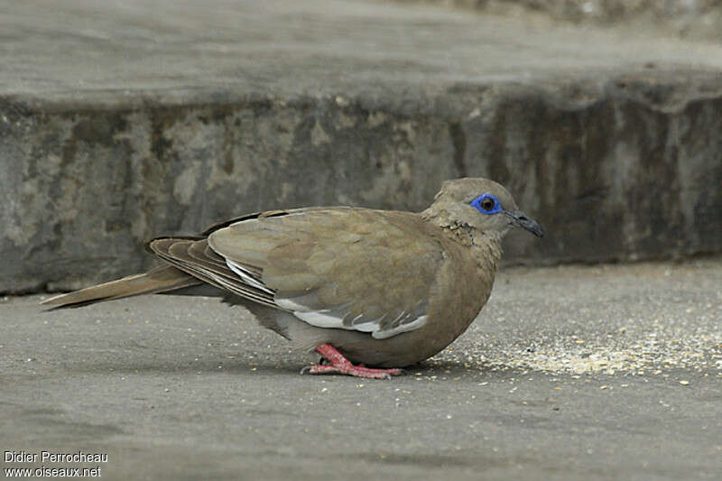 West Peruvian Doveadult