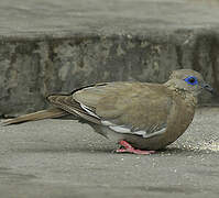 West Peruvian Dove