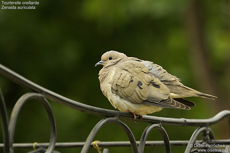 Eared Dove