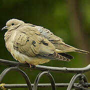 Eared Dove