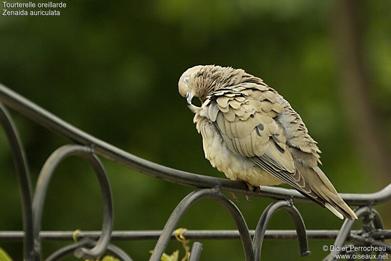 Eared Dove