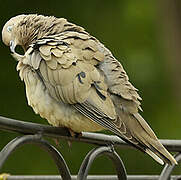 Eared Dove