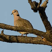 Vinaceous Dove