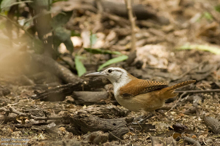 Troglodyte bridéadulte, identification