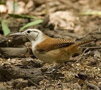 Superciliated Wren