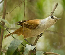 Superciliated Wren