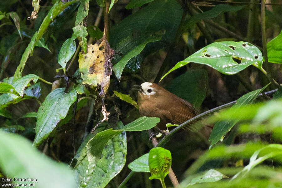 Peruvian Wren male adult