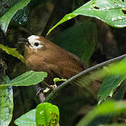 Peruvian Wren