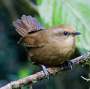 Peruvian Wren