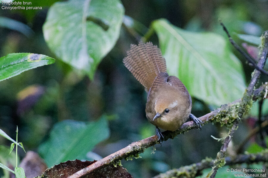 Peruvian Wrenjuvenile