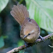 Peruvian Wren