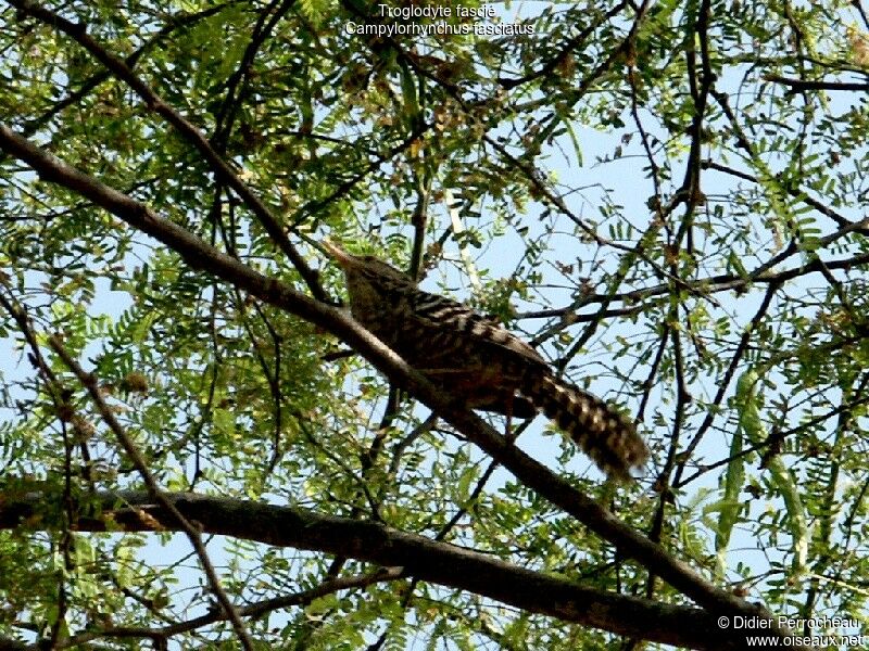 Fasciated Wren