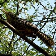 Fasciated Wren