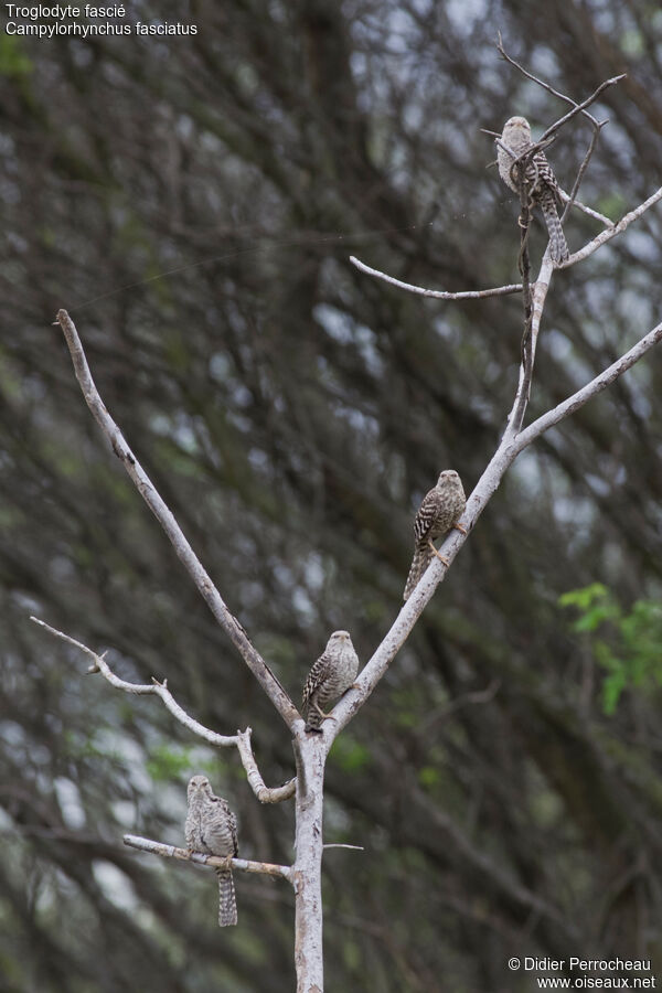 Fasciated Wren