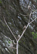 Fasciated Wren