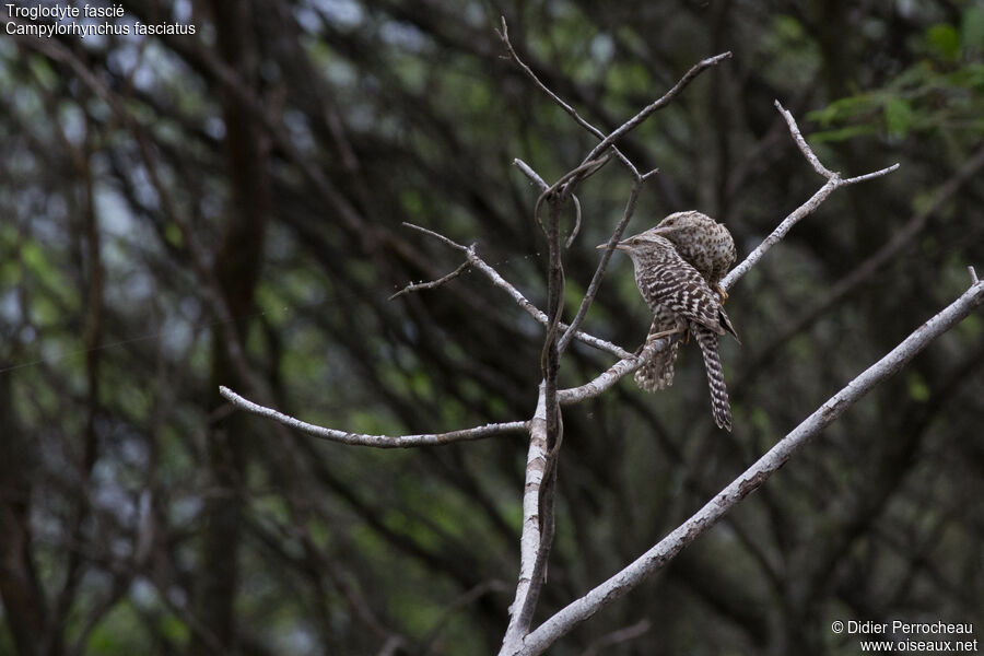 Fasciated Wren