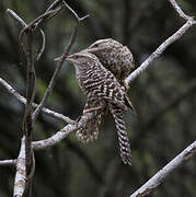 Fasciated Wren