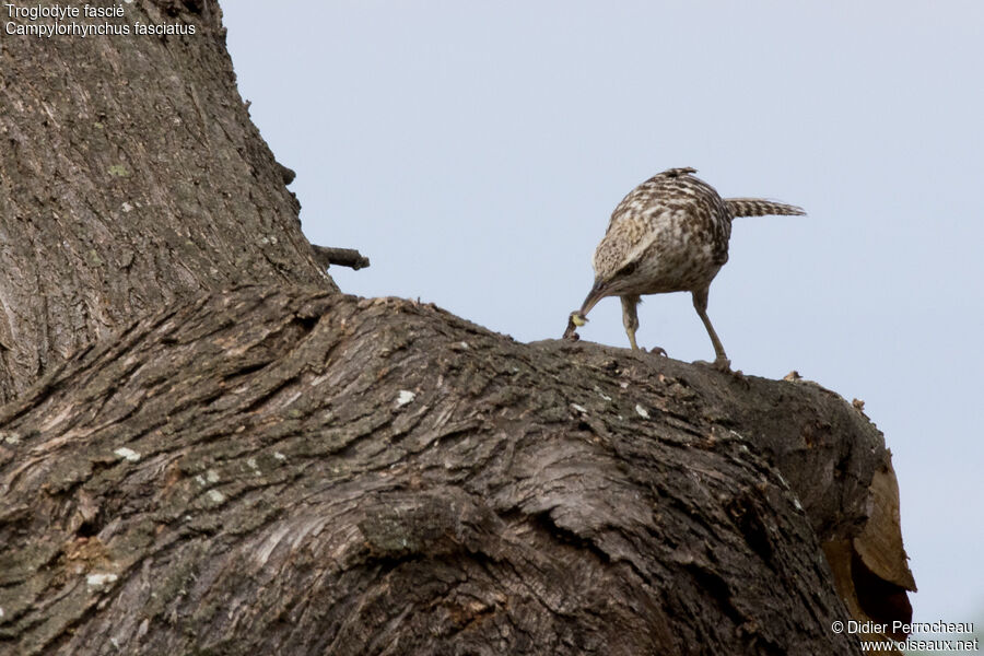 Fasciated Wren