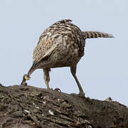 Fasciated Wren