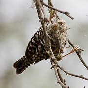 Fasciated Wren