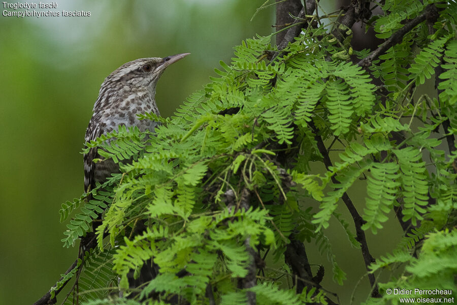 Fasciated Wren