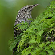 Fasciated Wren