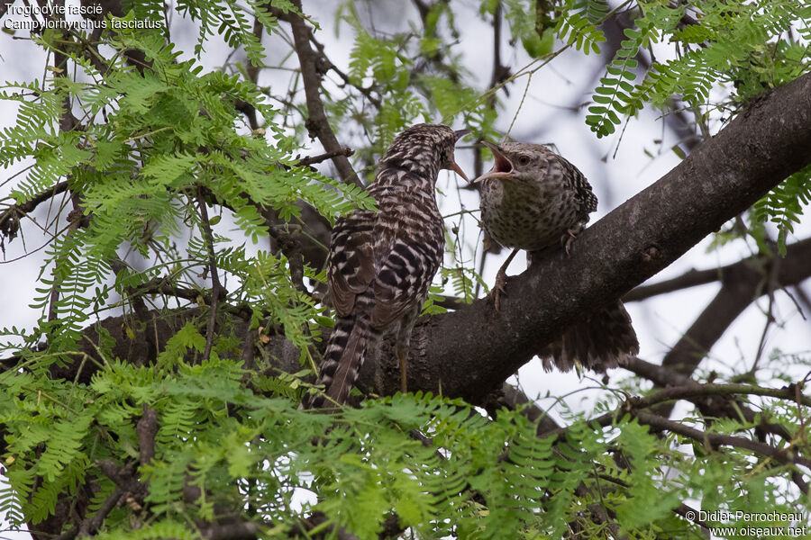 Fasciated Wren