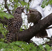 Fasciated Wren