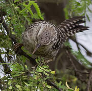 Fasciated Wren