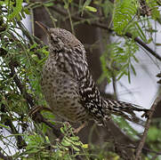 Fasciated Wren