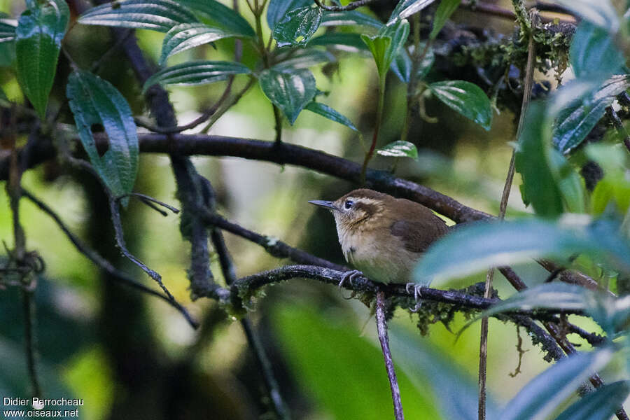 Mountain Wrenadult, habitat