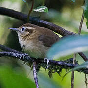 Mountain Wren