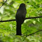 Trogon d'Équateur