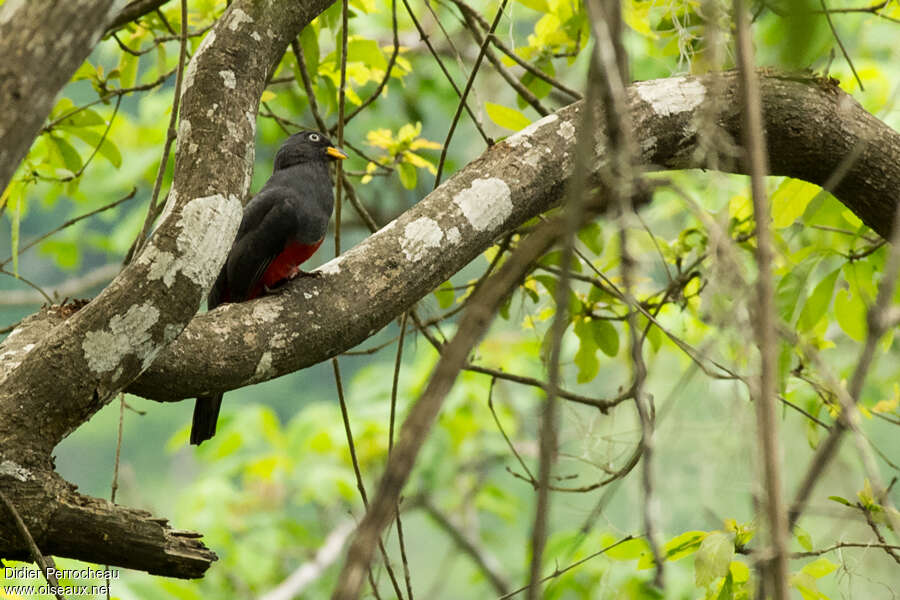 Trogon équatorien femelle adulte, identification