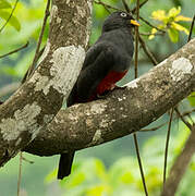 Ecuadorian Trogon