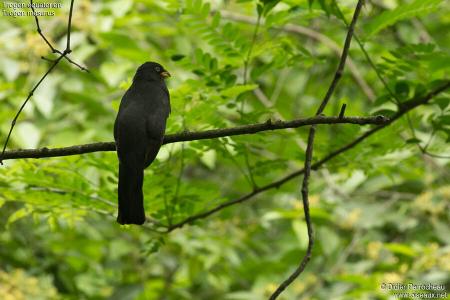 Trogon équatorien femelle adulte