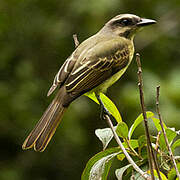 Golden-crowned Flycatcher