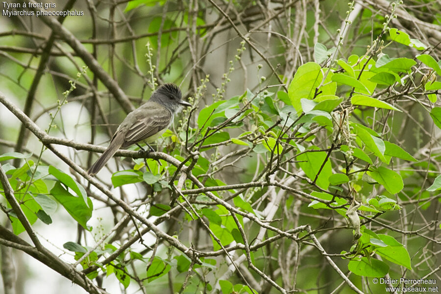 Tyran à front gris