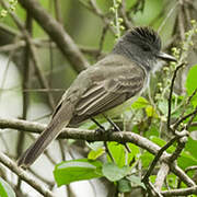 Sooty-crowned Flycatcher