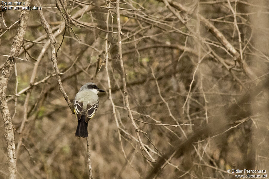 Snowy-throated Kingbird