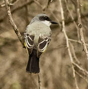 Snowy-throated Kingbird