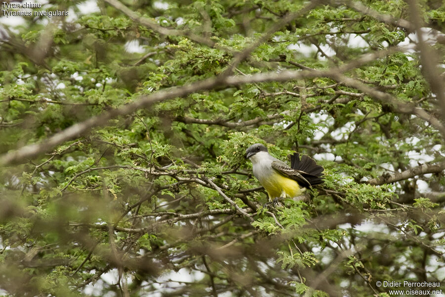 Snowy-throated Kingbird