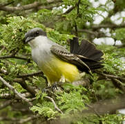 Snowy-throated Kingbird