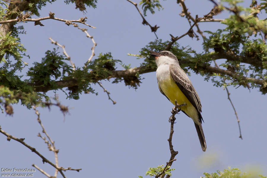 Snowy-throated Kingbird